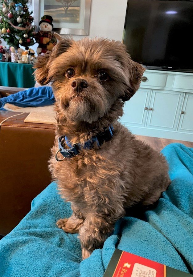 Huey, an adoptable Shih Tzu, Poodle in Arlington, VA, 22204 | Photo Image 3