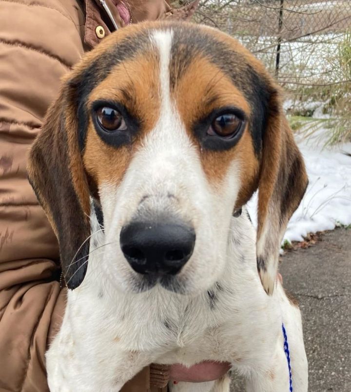 Eddie, an adopted Beagle in Traverse City, MI_image-1