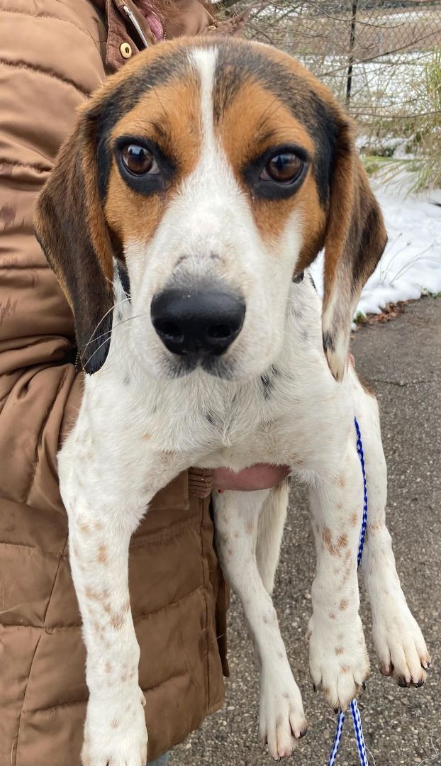 Eddie, an adopted Beagle in Traverse City, MI_image-2