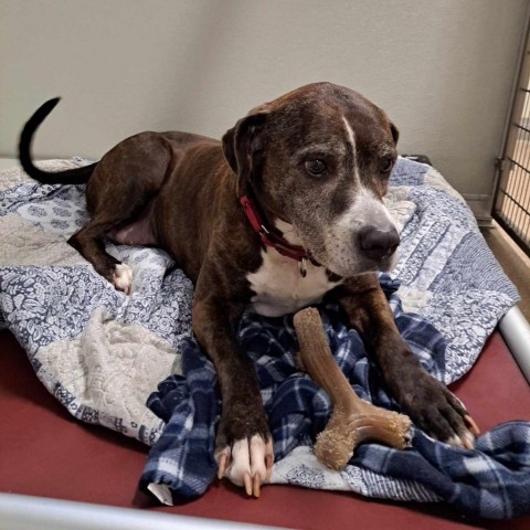 Isabella, an adoptable Pit Bull Terrier in Ballston Spa, NY, 12020 | Photo Image 4