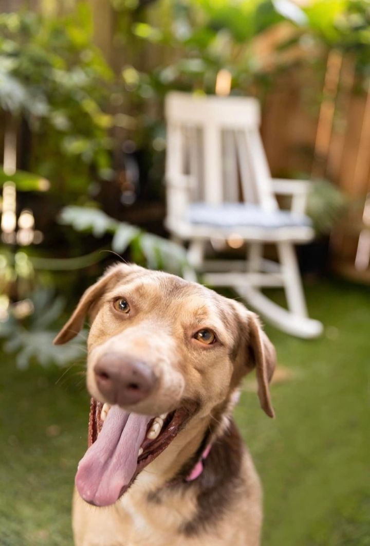 Ben, an adoptable Chocolate Labrador Retriever Mix in Cypress, TX_image-3