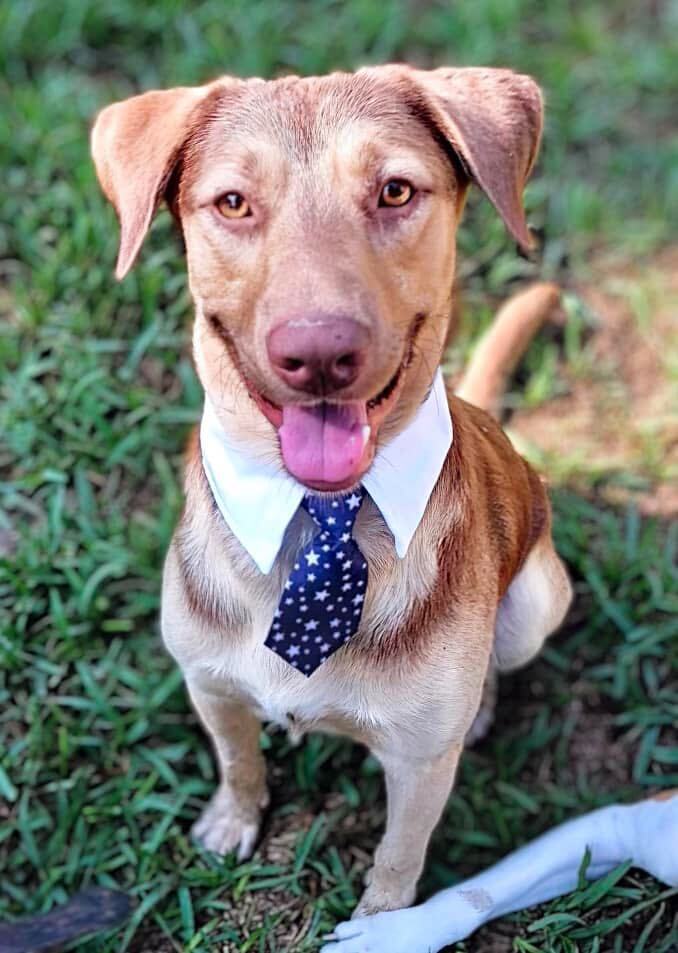 Ben, an adoptable Chocolate Labrador Retriever Mix in Cypress, TX_image-1