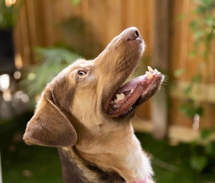 Ben, an adoptable Chocolate Labrador Retriever Mix in Cypress, TX_image-6