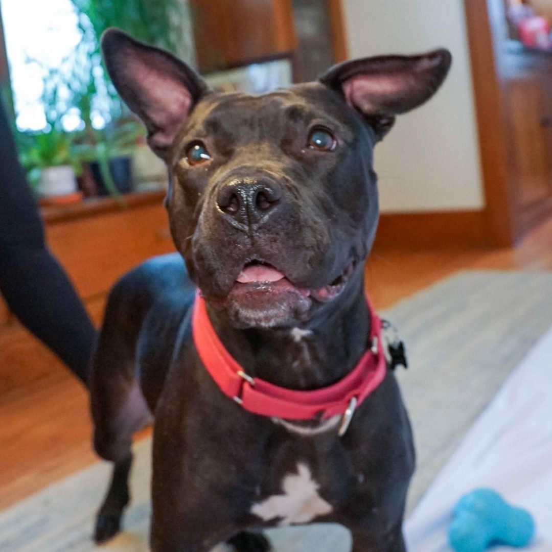 Rosemary, an adoptable Pit Bull Terrier in Milwaukee, WI, 53214 | Photo Image 1