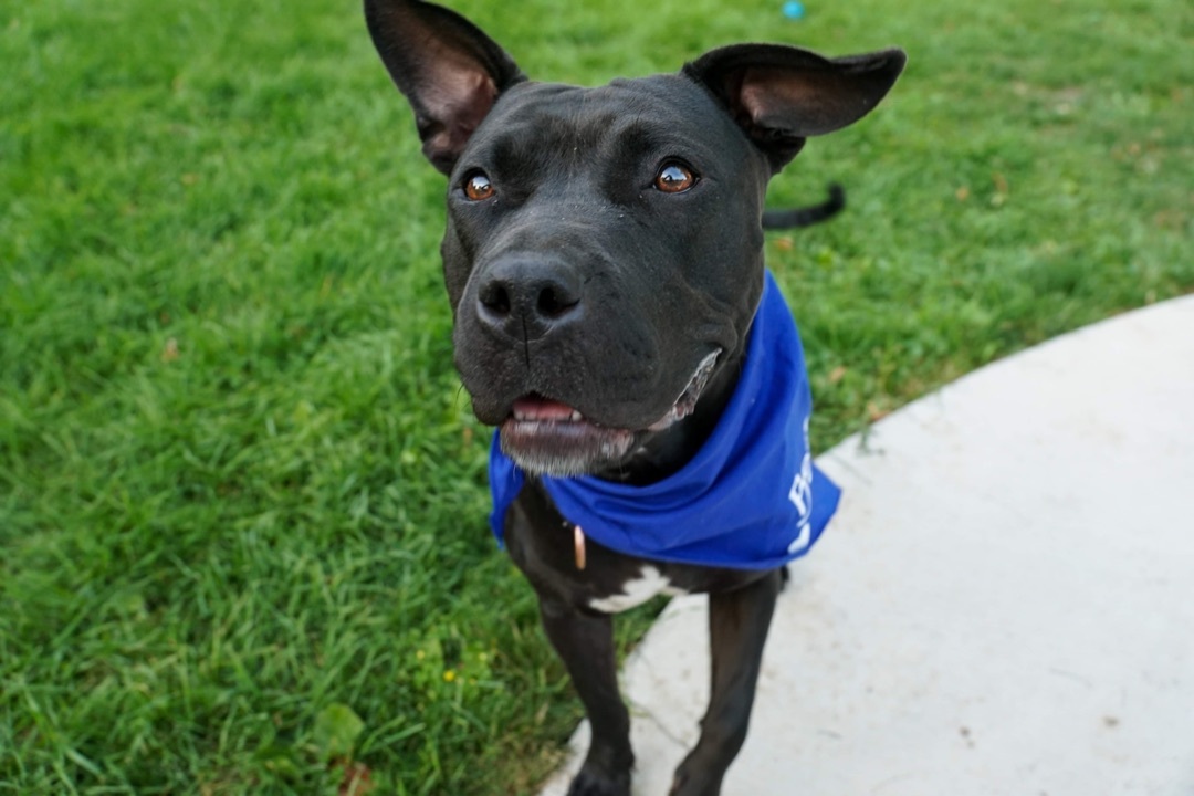 Rosemary, an adoptable Pit Bull Terrier in Milwaukee, WI, 53214 | Photo Image 5