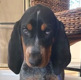 Harvey, an adoptable Bluetick Coonhound in Minneapolis, MN_image-1