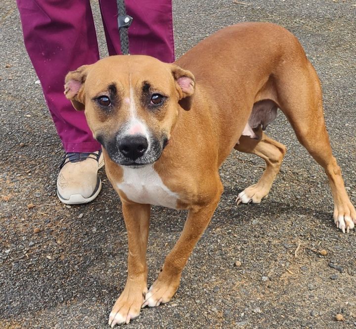 Jeanie, an adoptable Boxer & Labrador Retriever Mix in Milledgeville, GA_image-4