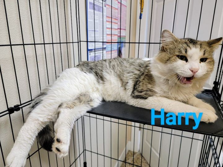 Harry, an adoptable Domestic Medium Hair in Madras, OR_image-2