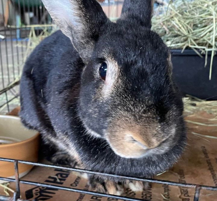 Pepper, an adoptable Flemish Giant Mix in Erie, PA_image-2