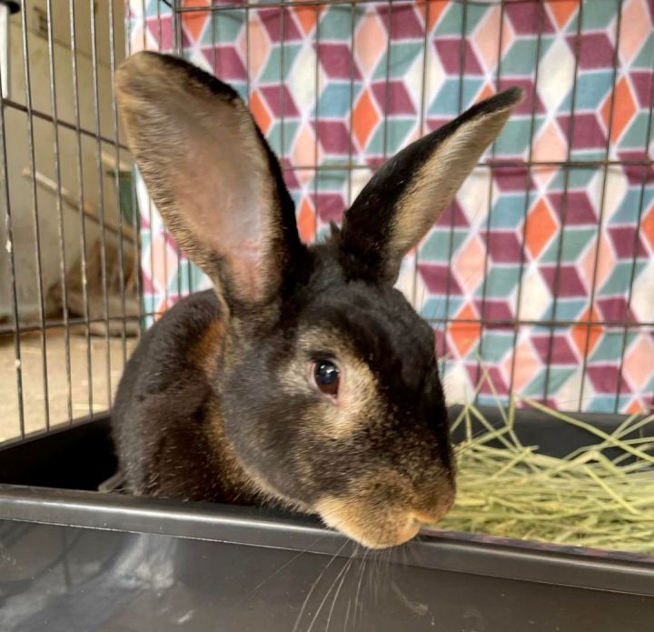 Pepper, an adoptable Flemish Giant Mix in Erie, PA_image-1