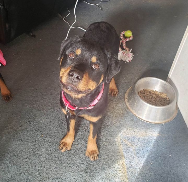 Lela, an adopted Rottweiler in Newcastle, OK_image-2