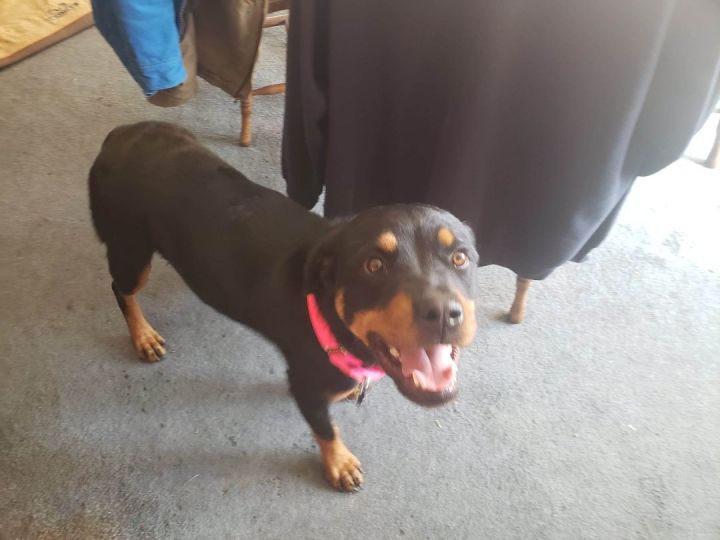 Lela, an adoptable Rottweiler in Newcastle, OK_image-4