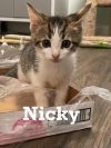 Nicky (Santorini Kittens)