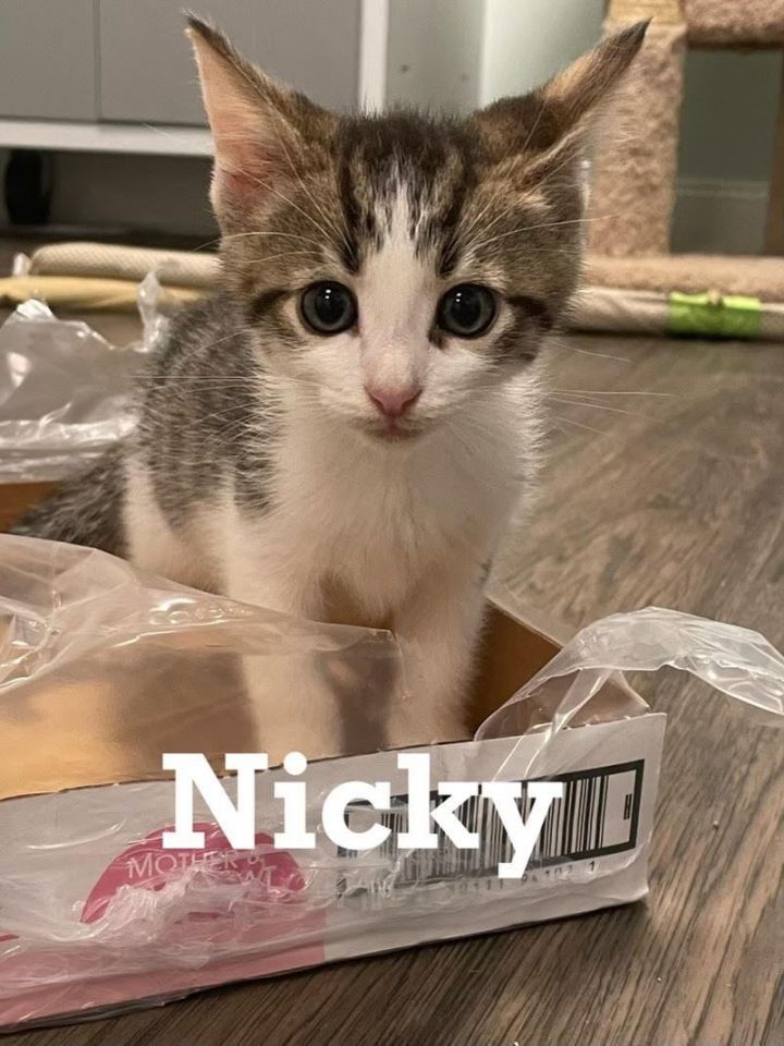 Nicky (Santorini Kittens) 5