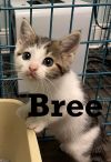 Bree (Santorini Kittens)