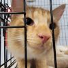 Nacho & Cheese (Special Needs - Asthmatic)
