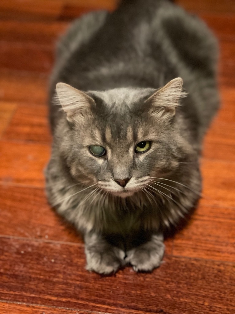 Smokey, an adoptable Domestic Medium Hair in Brainardsville, NY, 12915 | Photo Image 1