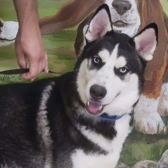 Bruce, an adoptable Siberian Husky in Waukee, IA, 50263 | Photo Image 1