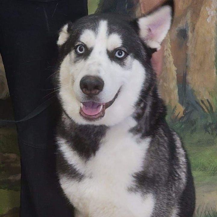 Bruce, an adoptable Siberian Husky in Waukee, IA, 50263 | Photo Image 2