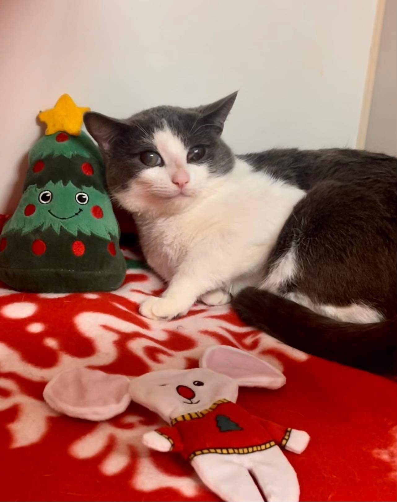 Georgie, an adoptable Domestic Short Hair in El Centro, CA, 92243 | Photo Image 1