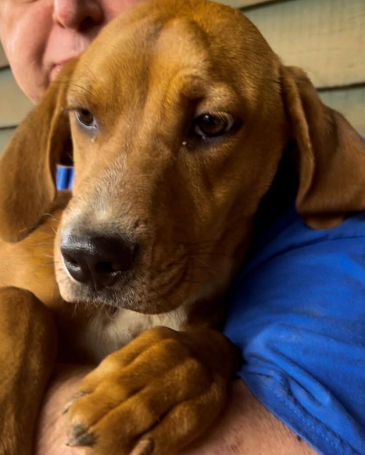 Coonhound mixed with store lab