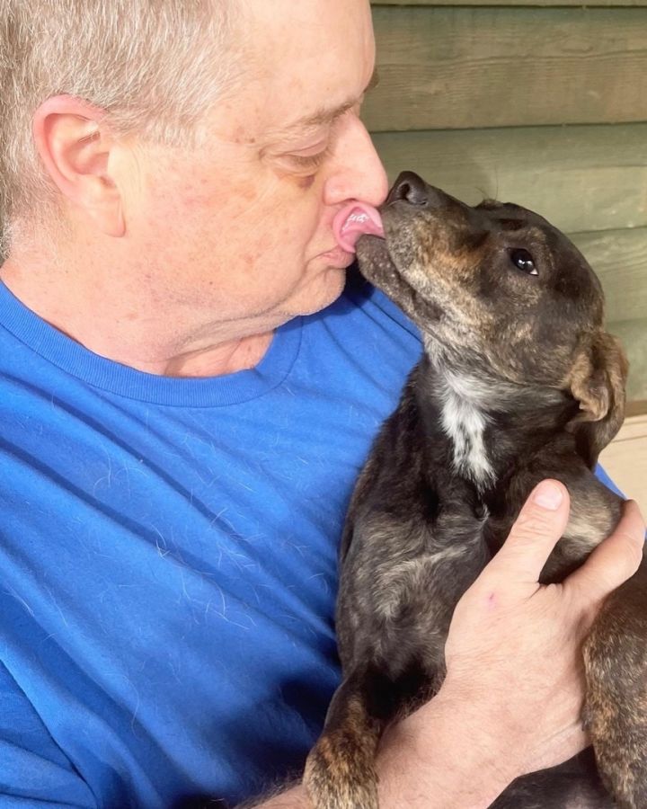 Shiloh, an adoptable Hound & Labrador Retriever Mix in Blue Ridge, GA_image-2
