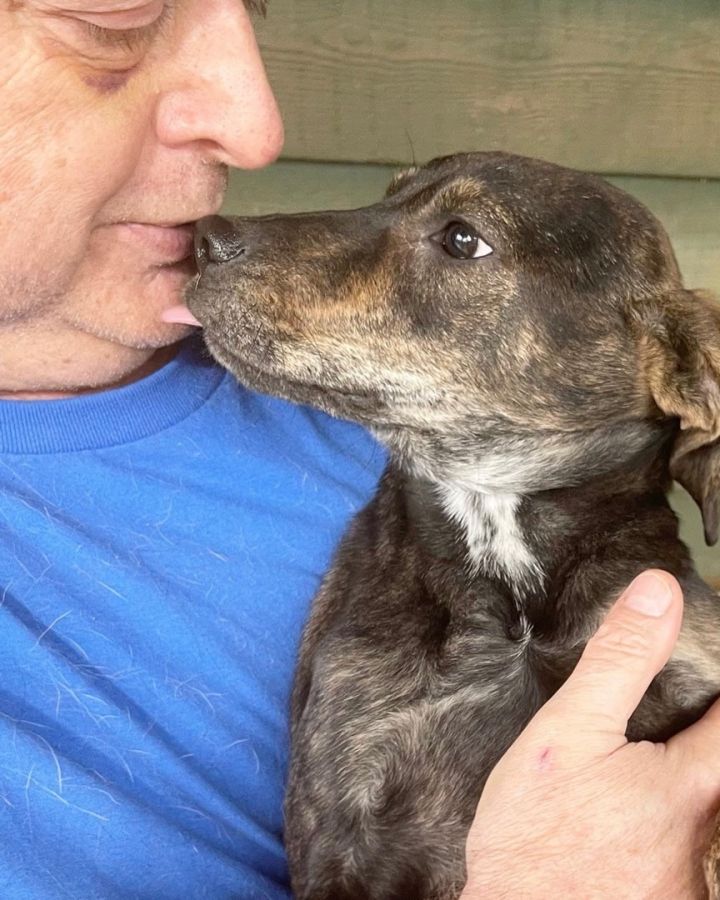Shiloh, an adoptable Hound & Labrador Retriever Mix in Blue Ridge, GA_image-1