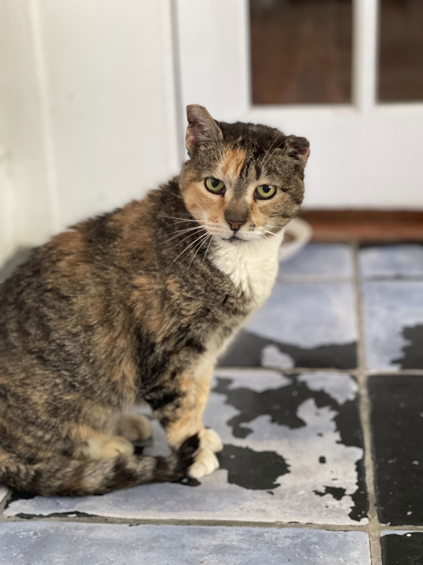 Duvet, an adoptable Domestic Short Hair in Camden, SC, 29021 | Photo Image 1