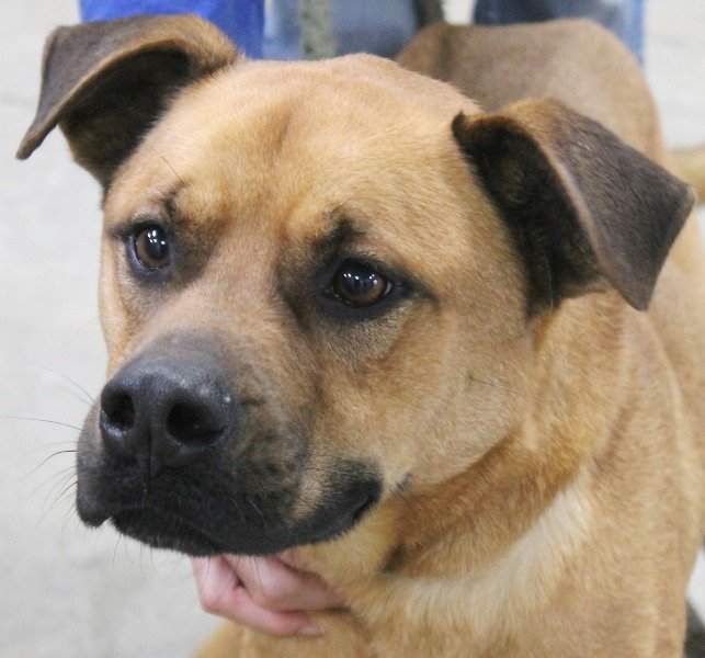 Jack, an adoptable Boxer & Shepherd Mix in Carrollton, GA_image-1