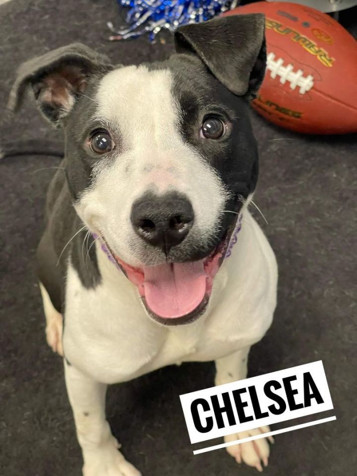 CHELSEA, an adopted Terrier & Pit Bull Terrier Mix in Flint, MI_image-2