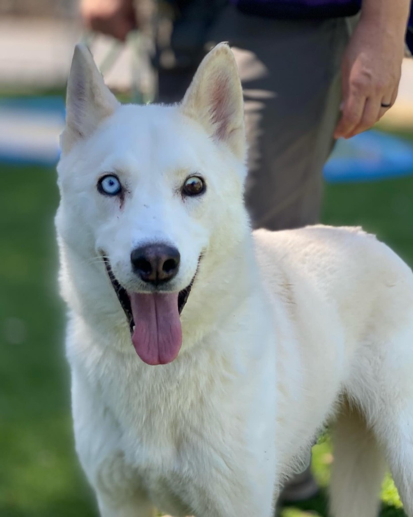 Glacier, an adoptable Husky in Chico, CA, 95928 | Photo Image 1