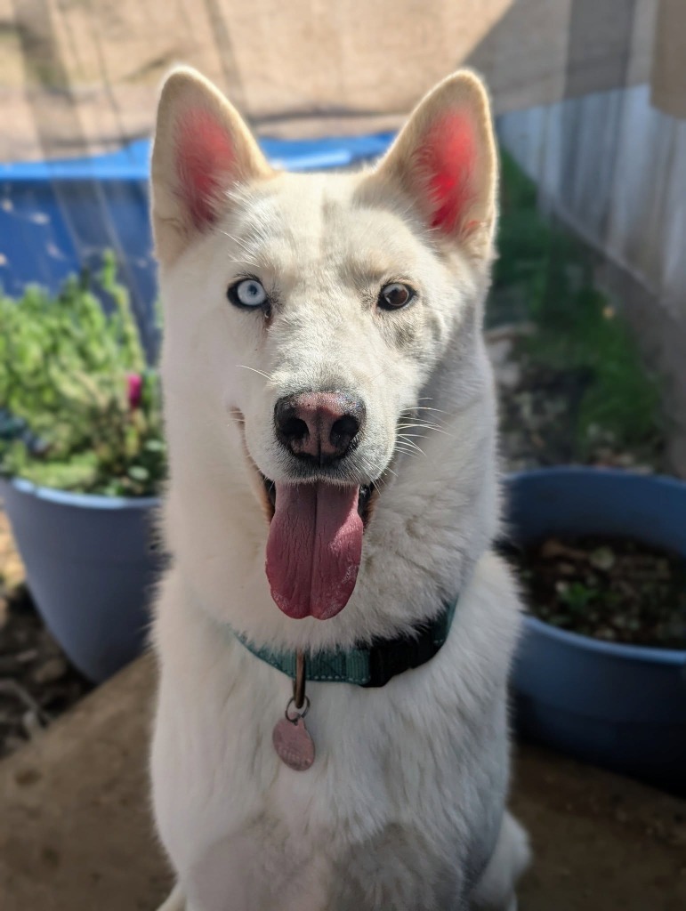 Glacier, an adoptable Husky in Chico, CA, 95928 | Photo Image 1