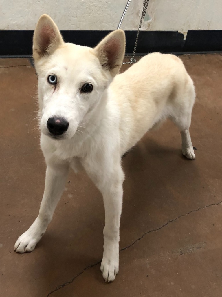 Glacier, an adoptable Husky in Chico, CA, 95928 | Photo Image 2