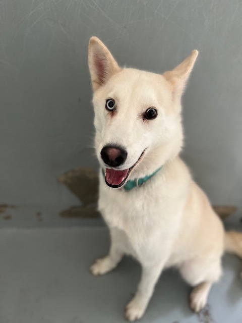 Glacier, an adoptable Husky in Chico, CA, 95928 | Photo Image 2