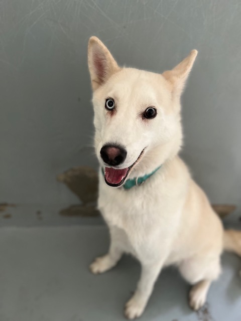 Glacier, an adoptable Husky in Chico, CA, 95928 | Photo Image 3