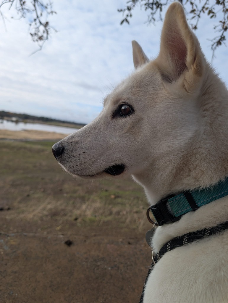 Glacier, an adoptable Husky in Chico, CA, 95928 | Photo Image 4
