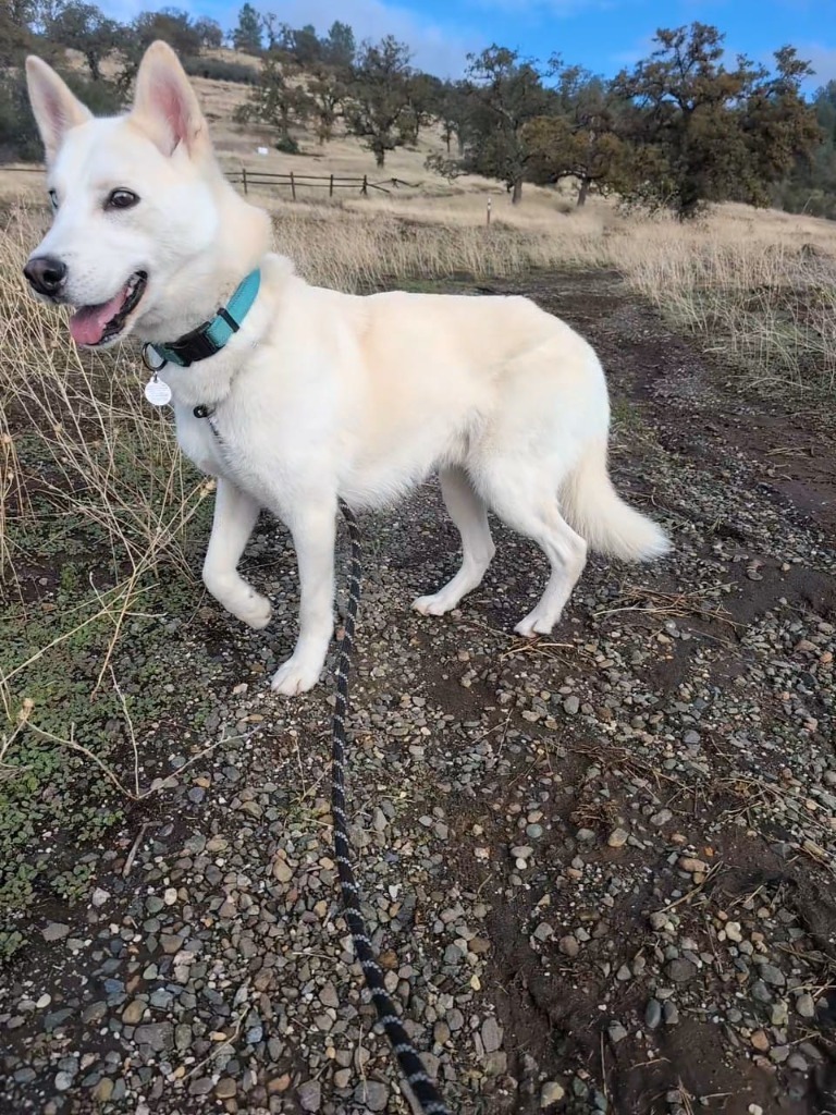 Glacier, an adoptable Husky in Chico, CA, 95928 | Photo Image 5