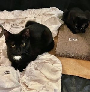 This is Osi Oh-see and Kira Kee-rah they are 9 month-old brother and sister feral kittens Wev
