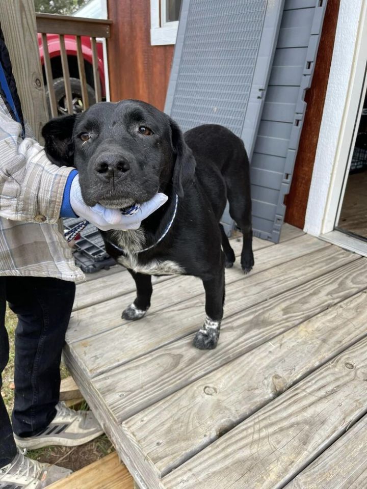 Aspen, an adoptable Labrador Retriever & Beagle Mix in Troy, AL_image-5