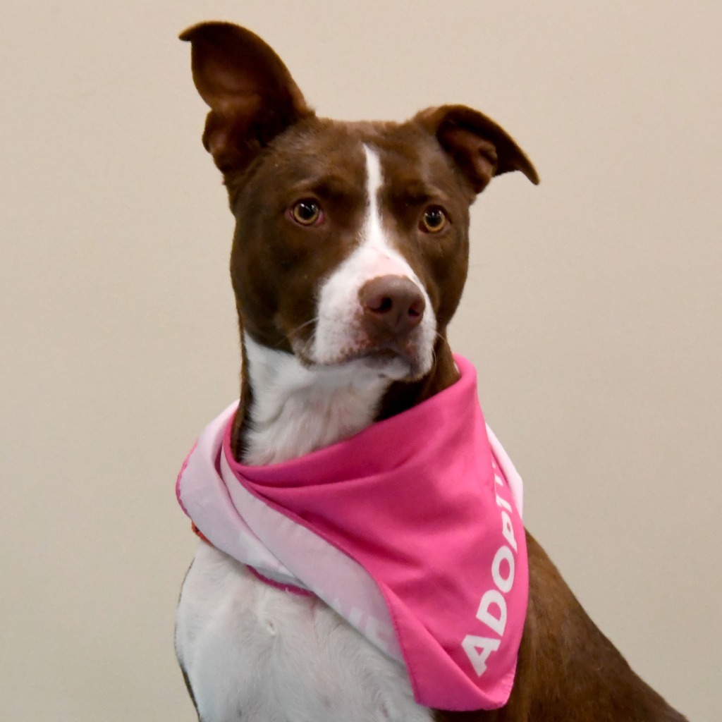 Nellie, an adoptable Pit Bull Terrier in Christiansburg, VA, 24073 | Photo Image 1
