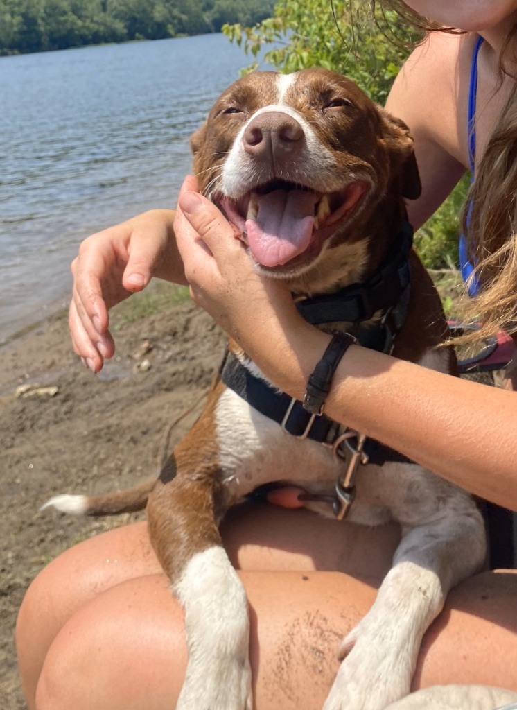 Nellie, an adoptable Pit Bull Terrier in Christiansburg, VA, 24073 | Photo Image 3