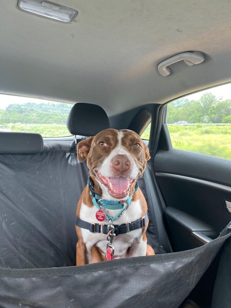 Nellie, an adoptable Pit Bull Terrier in Christiansburg, VA, 24073 | Photo Image 4