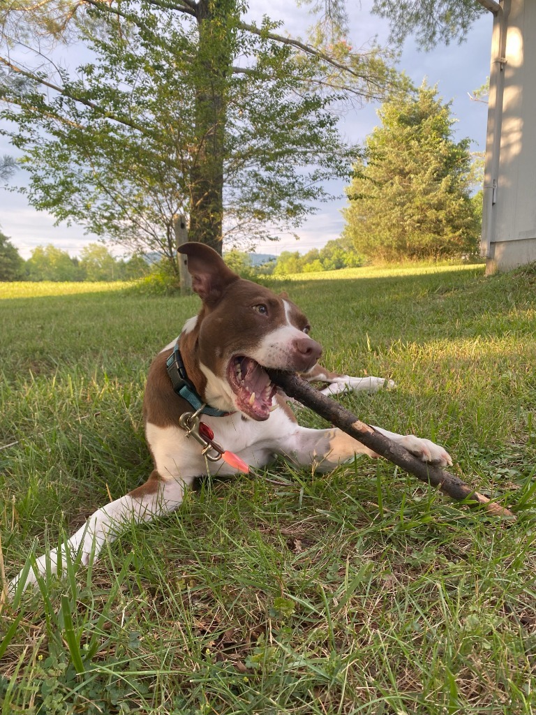 Nellie, an adoptable Pit Bull Terrier in Christiansburg, VA, 24073 | Photo Image 5