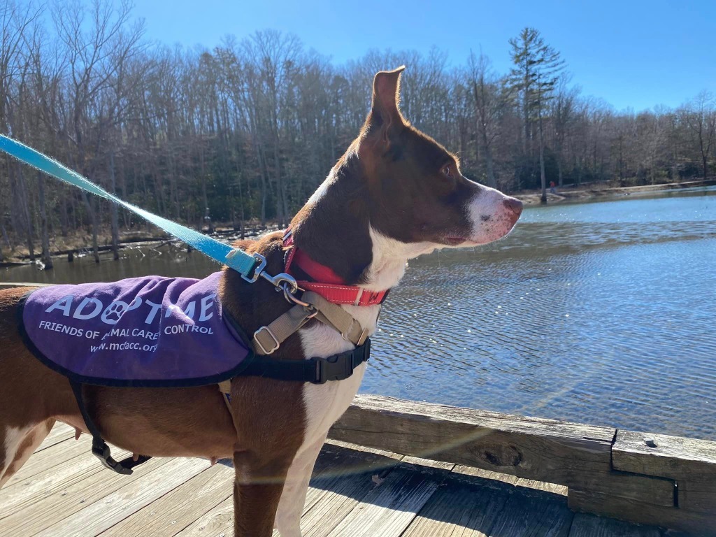 Nellie, an adoptable Pit Bull Terrier in Christiansburg, VA, 24073 | Photo Image 6