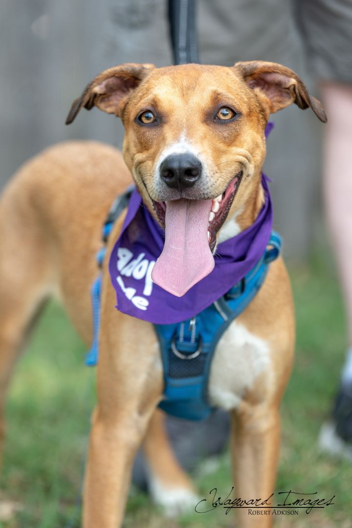 Curly, an adoptable Retriever & Terrier Mix in Springfield, MO_image-6