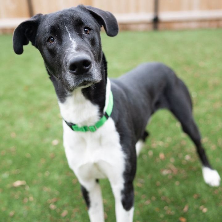 Bear, an adoptable Great Dane Mix in Naperville, IL_image-1