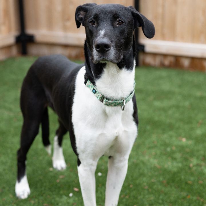 Borris, an adoptable Great Dane Mix in Naperville, IL_image-1