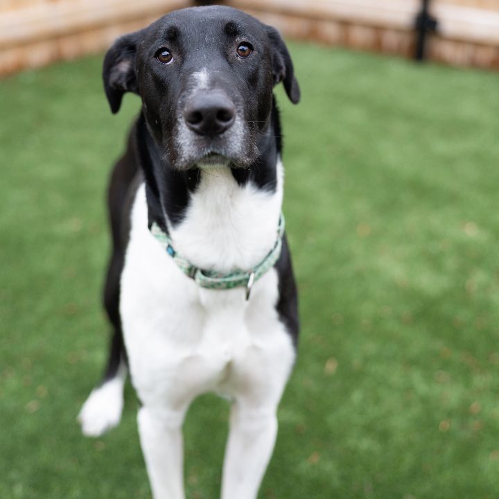 Borris, an adoptable Great Dane Mix in Naperville, IL_image-4