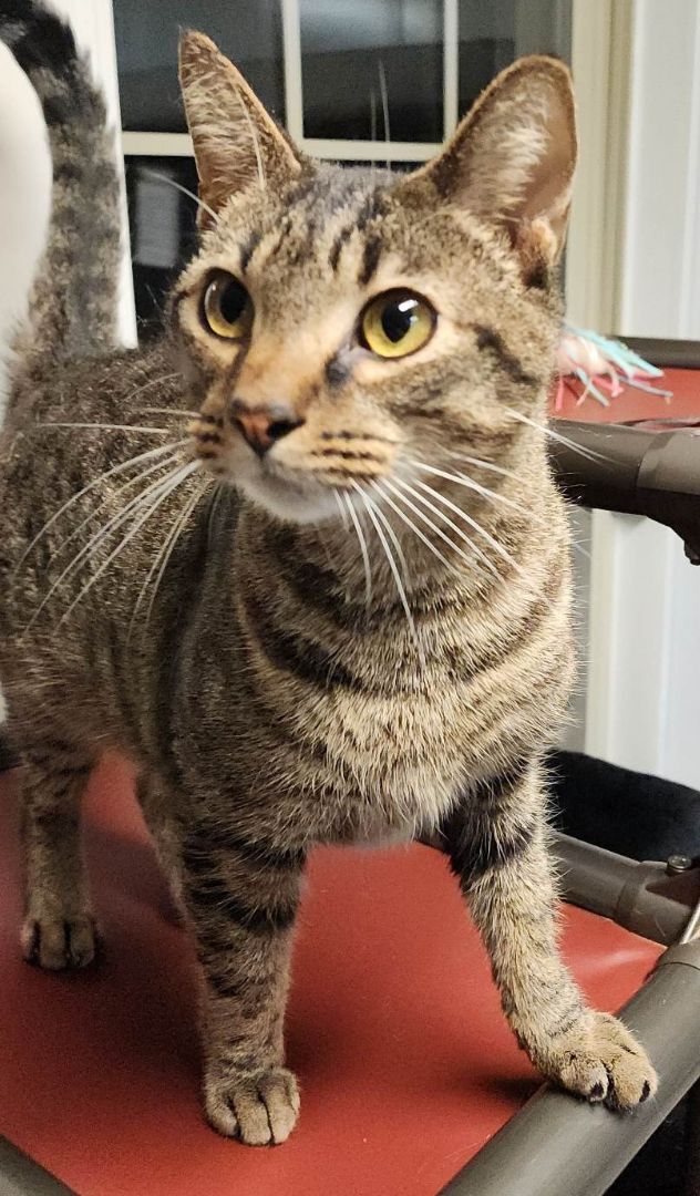 Fitzgerald Grant, an adopted Tabby in Concord, NC_image-1