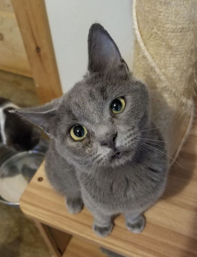 Cat for adoption - Tibby, a Domestic Short Hair in Ellijay, GA | Petfinder